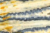 Mammoth Molar Slice With Case - South Carolina #377855-2